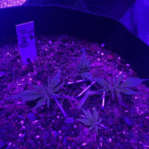 Bay 11 #1 growlog timeline photo