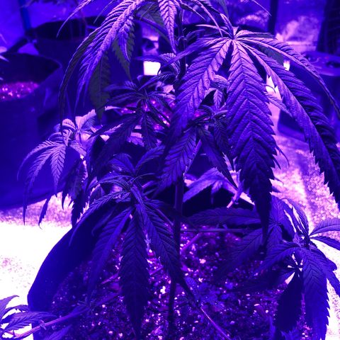 Bay 11 #1 growlog timeline photo
