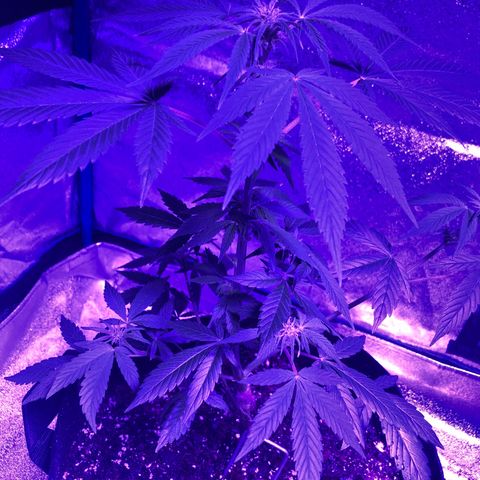 Red Super Skunk growlog timeline photo