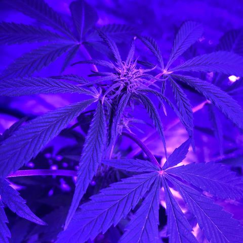 Red Super Skunk growlog timeline photo