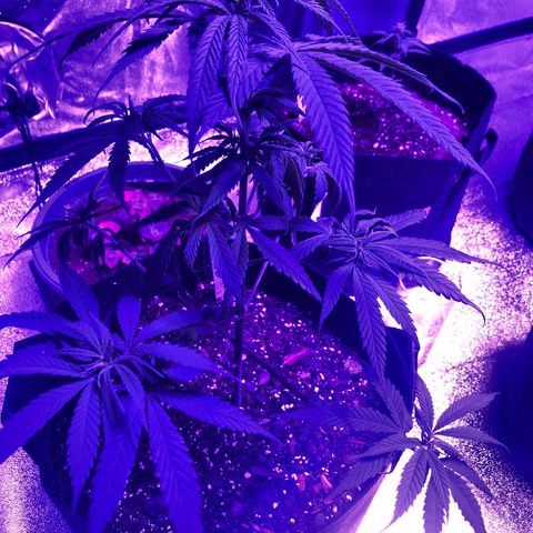 Bay 11 #1 growlog timeline photo