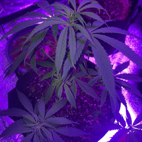 Bay 11 #1 growlog timeline photo