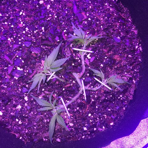 Bay 11 #1 growlog timeline photo