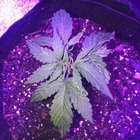  Acapulco Gold growlog timeline photo