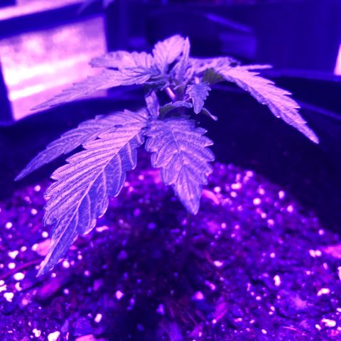  Acapulco Gold growlog timeline photo