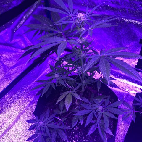 Red Super Skunk growlog timeline photo