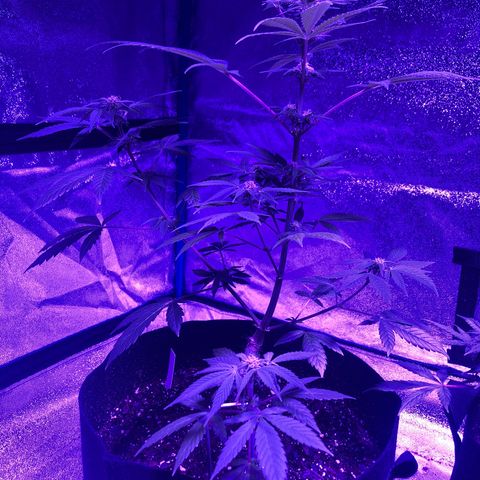 Red Super Skunk growlog timeline photo