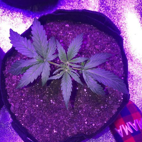  Acapulco Gold growlog timeline photo