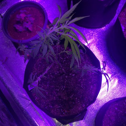 Bay 11 #1 growlog timeline photo