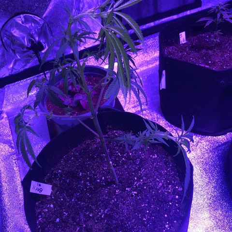 Bay 11 #1 growlog timeline photo
