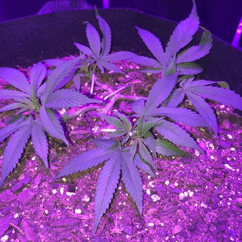 Bay 11 #1 growlog timeline photo