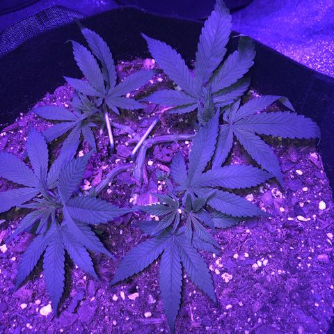 Bay 11 #1 growlog timeline photo