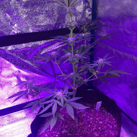 Red Super Skunk growlog timeline photo