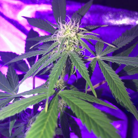 Red Super Skunk growlog timeline photo