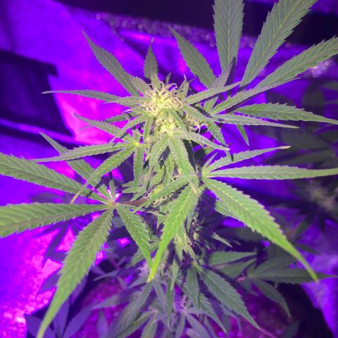 Red Super Skunk growlog timeline photo