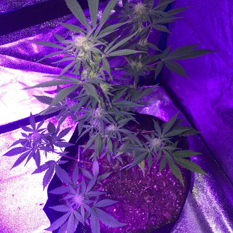 Red Super Skunk growlog timeline photo