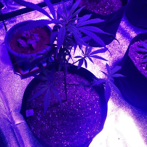 Bay 11 #1 growlog photo: Bay 11 #1 seems to have made almost a full recovery 