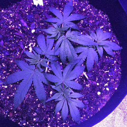 Bay 11 #1 growlog timeline photo
