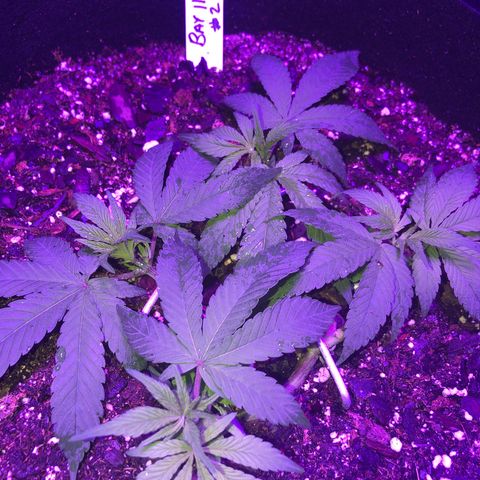 Bay 11 #1 growlog timeline photo