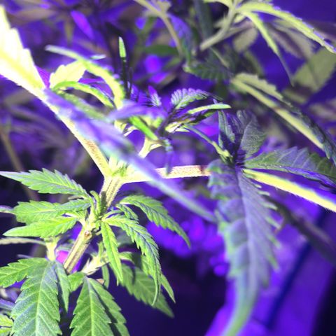 Bay 11 #1 growlog timeline photo