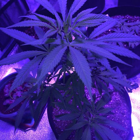 Bay 11 #1 growlog timeline photo