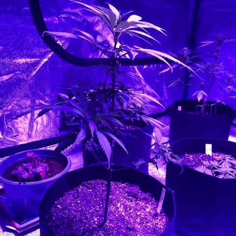 Bay 11 #1 growlog timeline photo