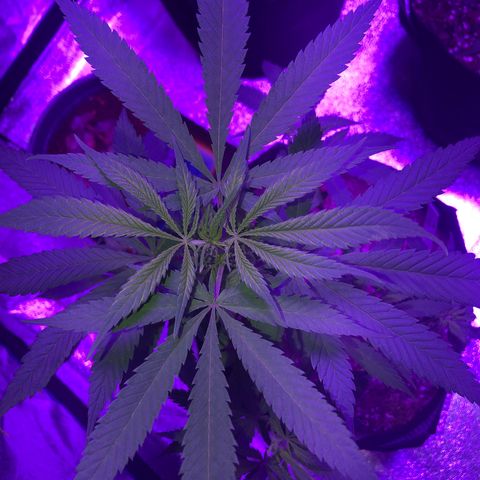 Bay 11 #1 growlog timeline photo