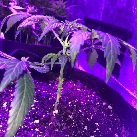  Acapulco Gold growlog timeline photo