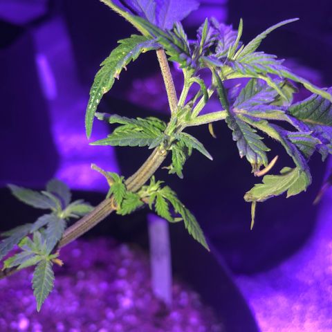 Bay 11 #1 growlog timeline photo
