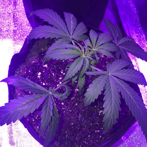 Bay 11 #1 growlog timeline photo