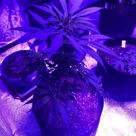 Bay 11 #1 growlog timeline photo