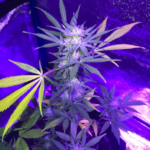 Red Super Skunk growlog timeline photo