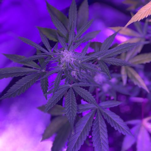 Red Super Skunk growlog timeline photo