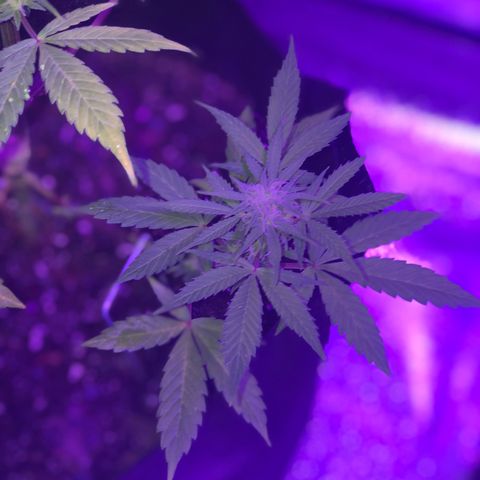 Red Super Skunk growlog timeline photo