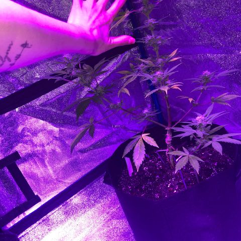 Red Super Skunk growlog timeline photo