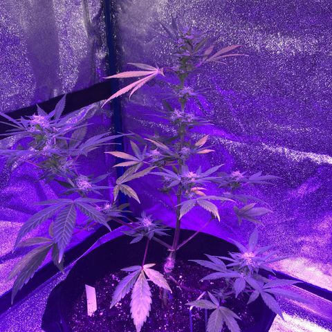 Red Super Skunk growlog timeline photo