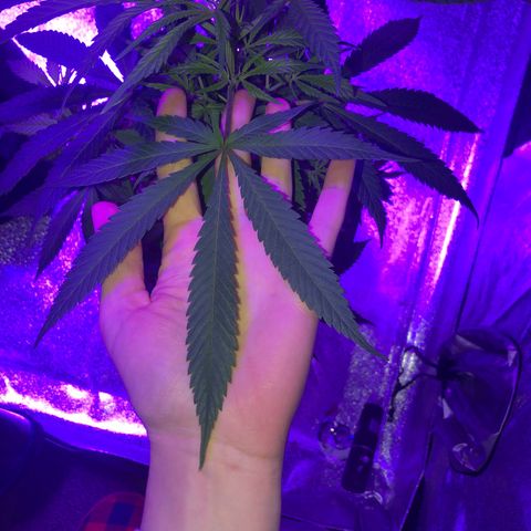 Bay 11 #1 growlog timeline photo
