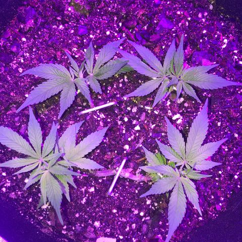Bay 11 #1 growlog timeline photo