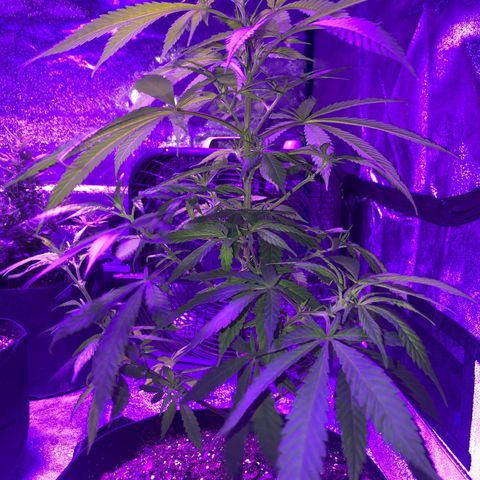 Bay 11 #1 growlog timeline photo