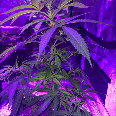 Bay 11 #1 growlog timeline photo