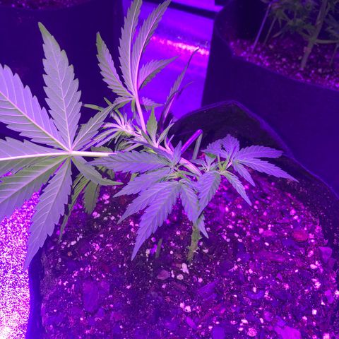  Acapulco Gold growlog timeline photo