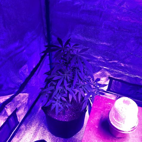 Bay 11 #1 growlog timeline photo