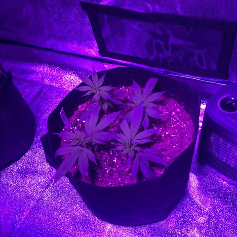 Bay 11 #1 growlog timeline photo