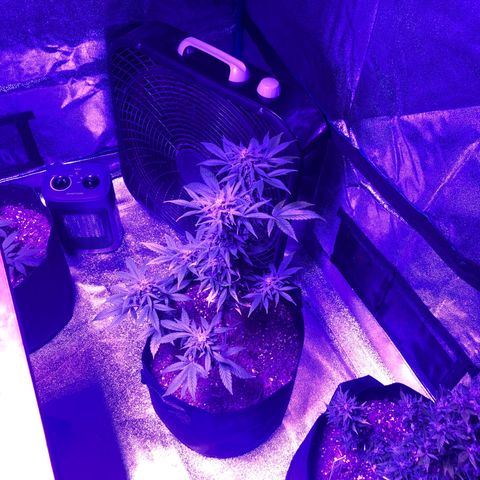 Red Super Skunk growlog timeline photo