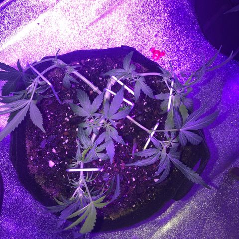  Acapulco Gold growlog timeline photo