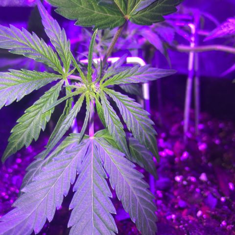  Acapulco Gold growlog timeline photo