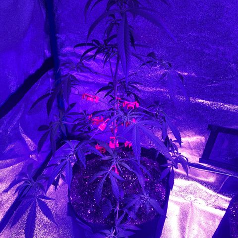 Bay 11 #1 growlog timeline photo