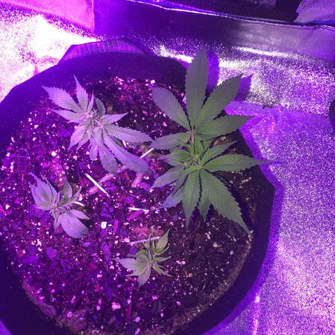 Bay 11 #1 growlog timeline photo