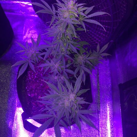 Red Super Skunk growlog timeline photo