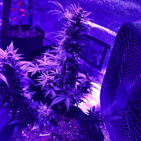 Red Super Skunk growlog timeline photo